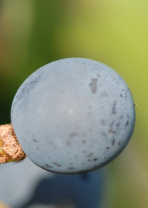 Cabernet Sauvignon ANT 0939